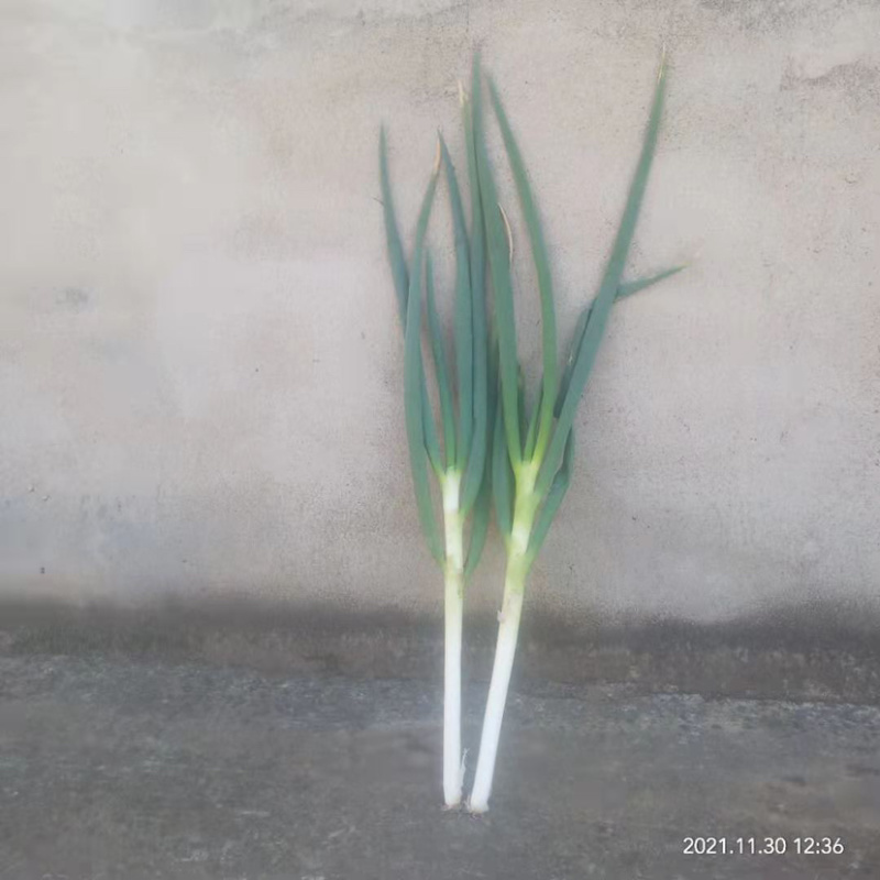 新野大葱，品质优良，价格便宜，欢迎合作。