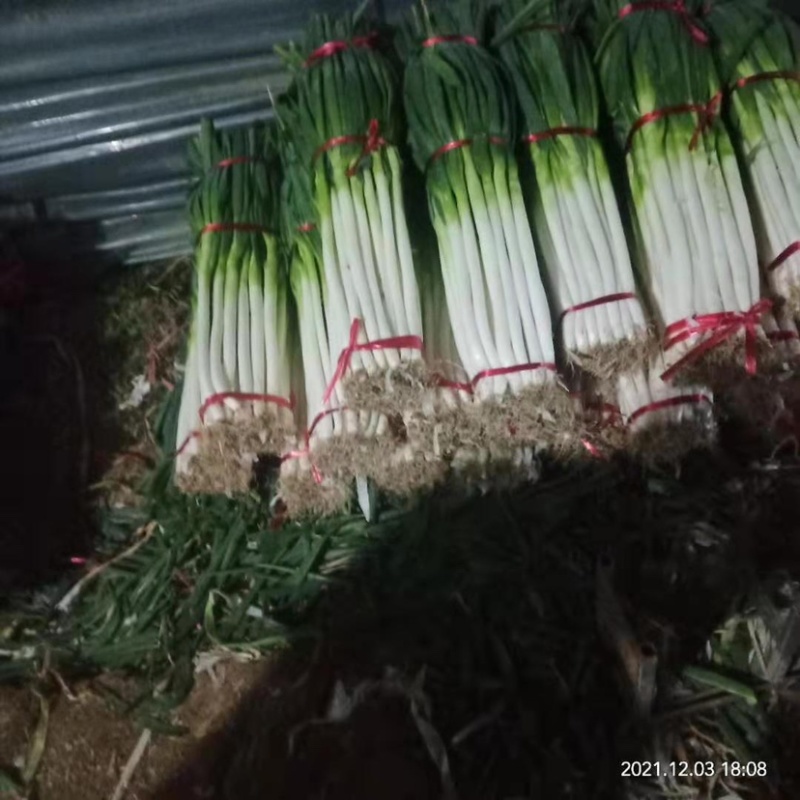 钢葱大量供应中，质量保证，质优价廉。欢迎客户朋友们购买。