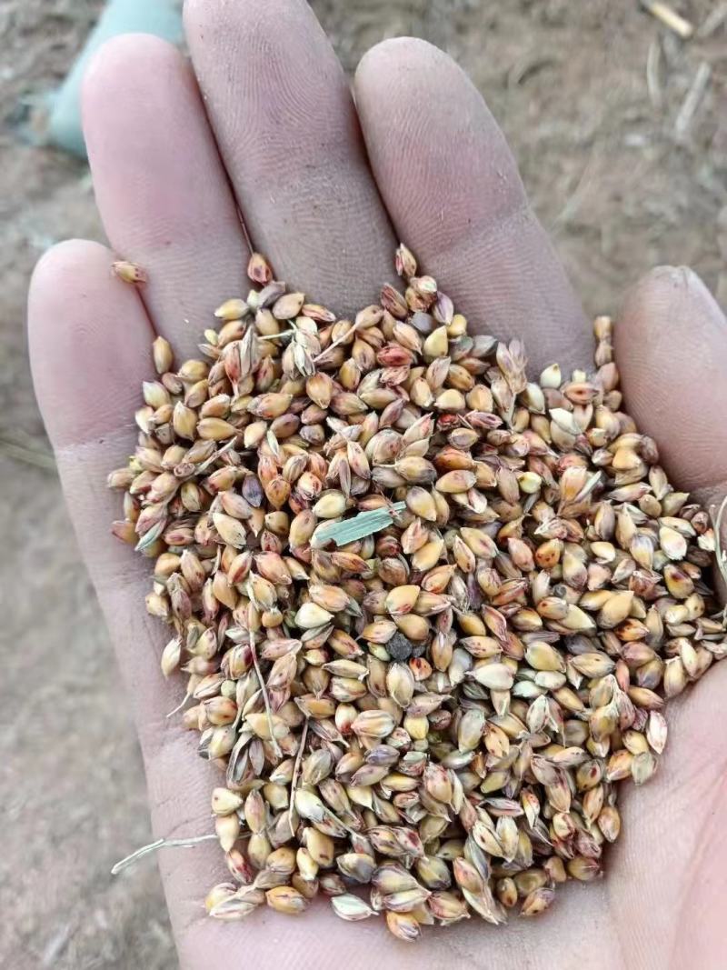 蓖高梁水分小质量好大颗粒红高梁颗粒饱满