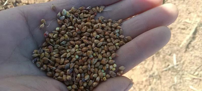 蓖高梁水分小质量好大颗粒红高梁颗粒饱满