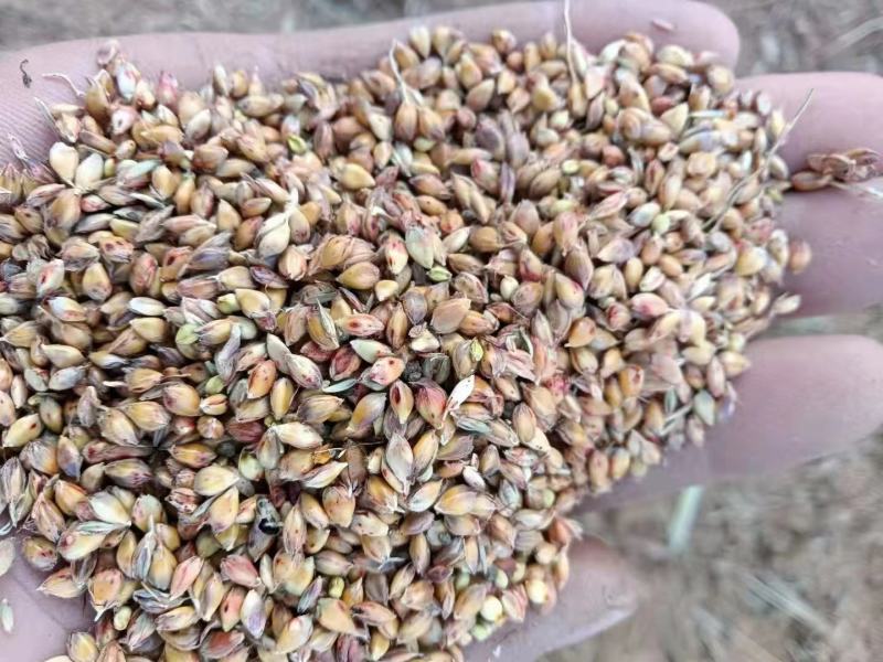 蓖高梁水分小质量好大颗粒红高梁颗粒饱满