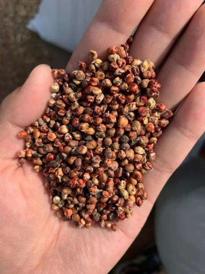 蓖高梁水分小质量好大颗粒红高梁颗粒饱满