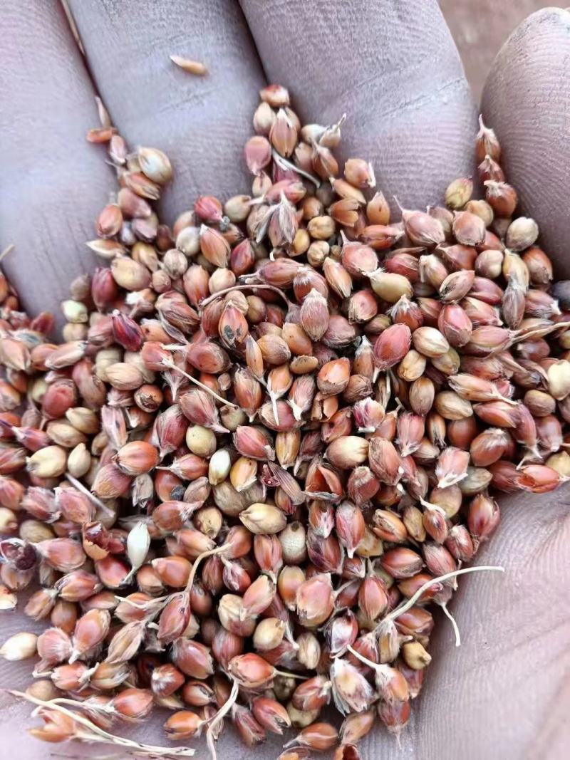 蓖高梁水分小质量好大颗粒红高梁颗粒饱满