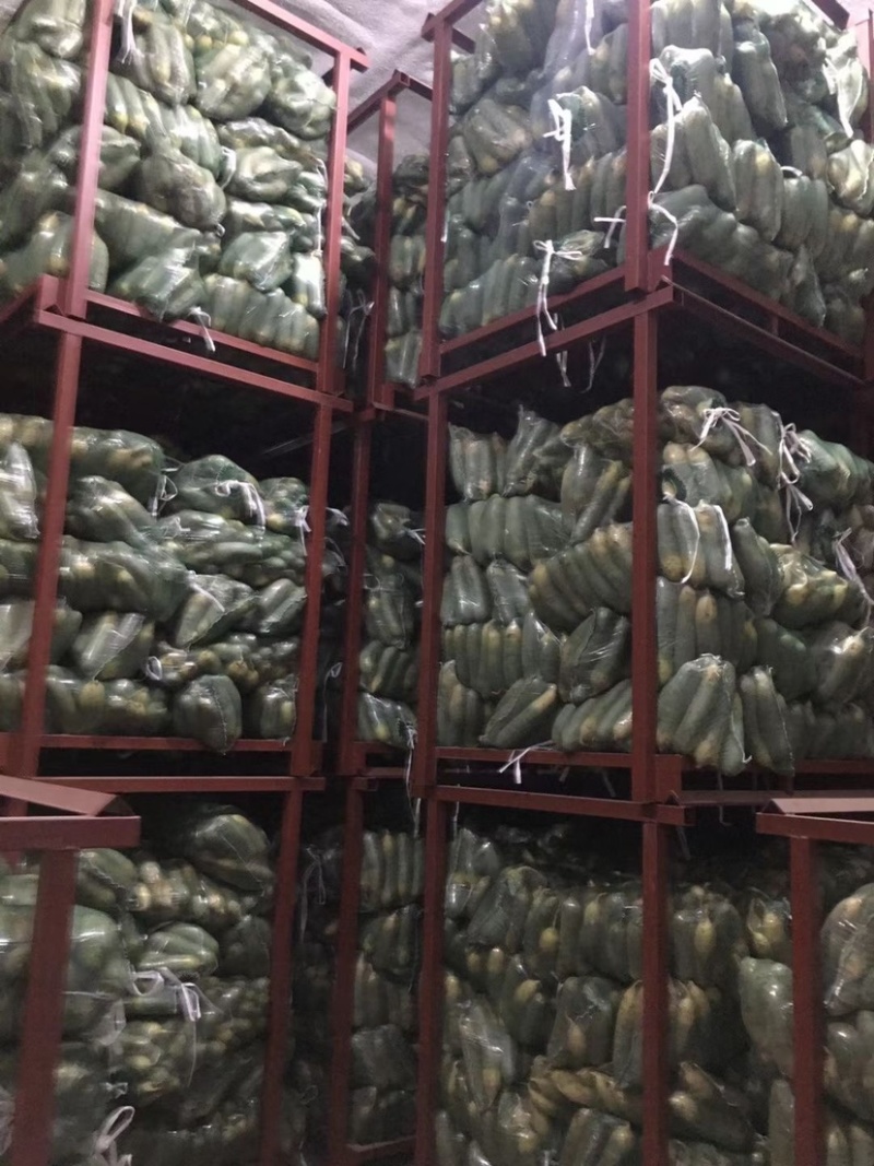 水果萝卜，青萝卜，潍县水果萝卜。冷库精品大量有货