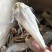 北海天然无头巴沙鱼干