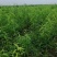 中蟠13黄肉桃苗，自己家苗圃基地培育的果树苗