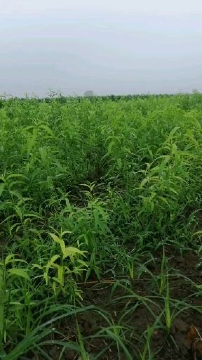 中蟠13黄肉桃苗，自己家苗圃基地培育的果树苗