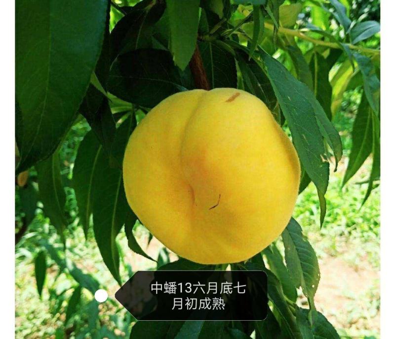 中蟠13黄肉桃苗，自己家苗圃基地培育的果树苗