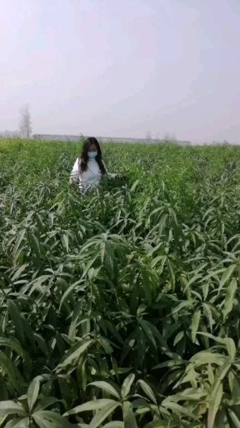 中蟠13黄肉桃苗，自己家苗圃基地培育的果树苗