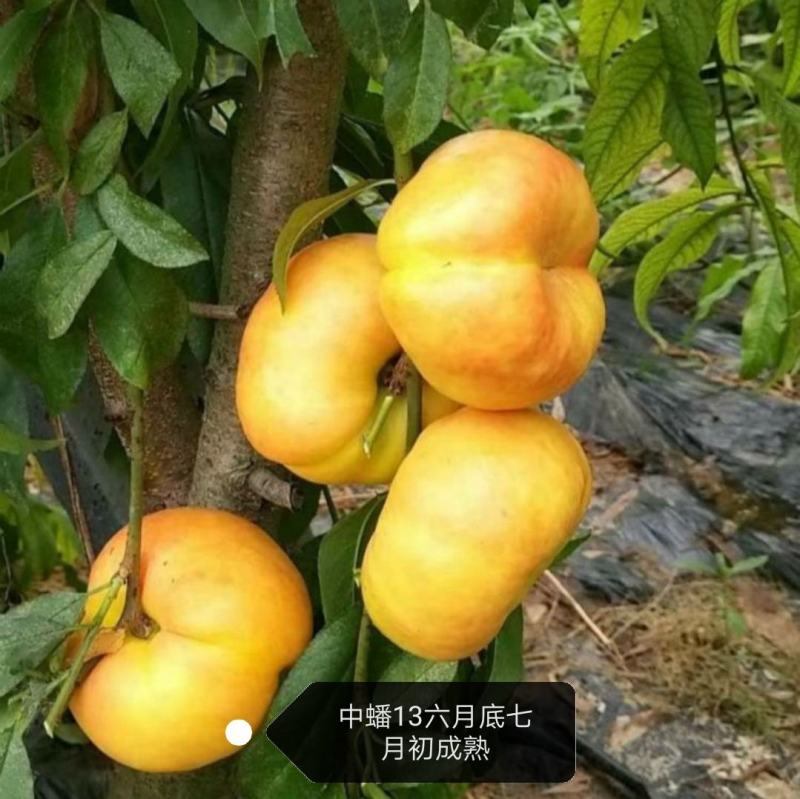 中蟠13黄肉桃苗，自己家苗圃基地培育的果树苗