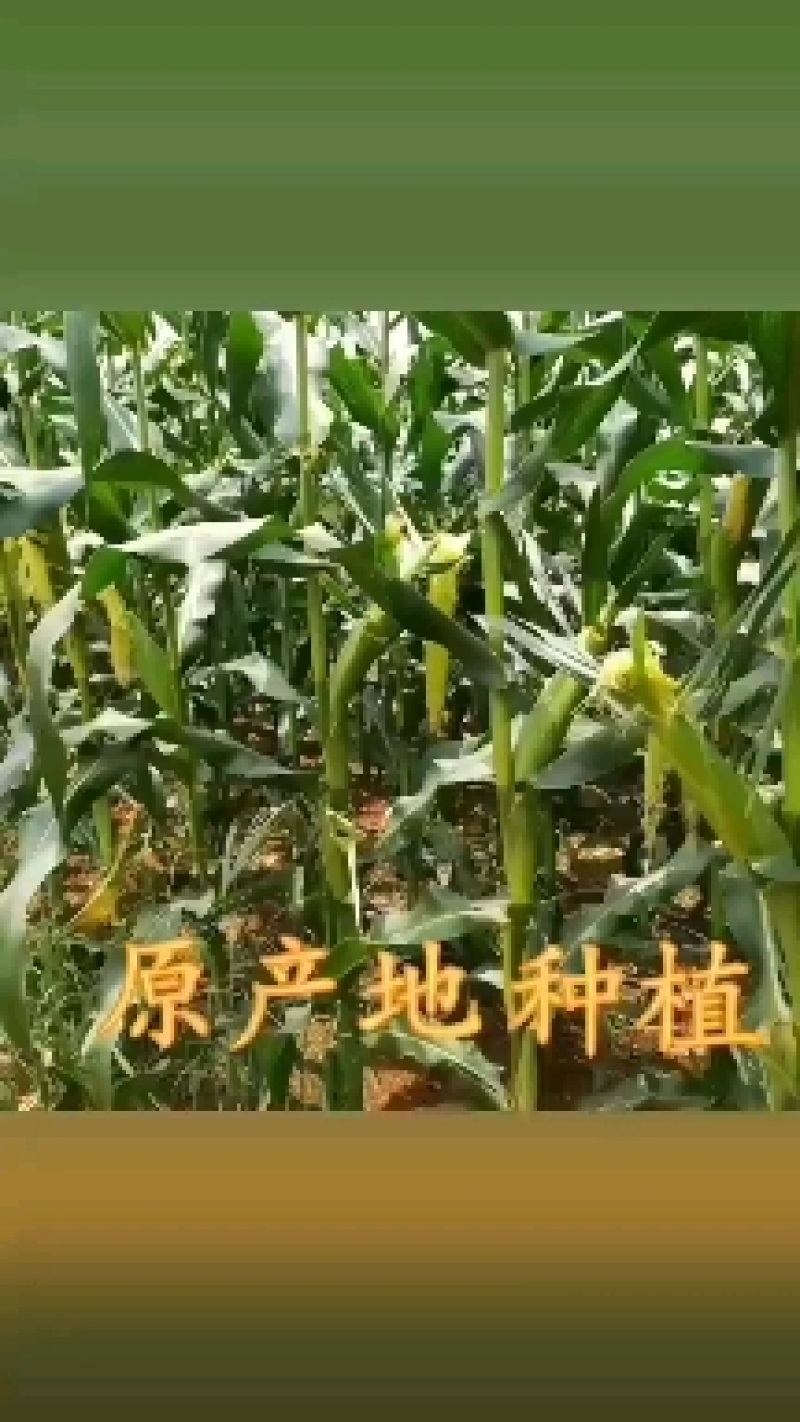 现摘新鲜水果玉米笋迷你小玉米芯手指嫩甜珍珠玉米荀整箱即食