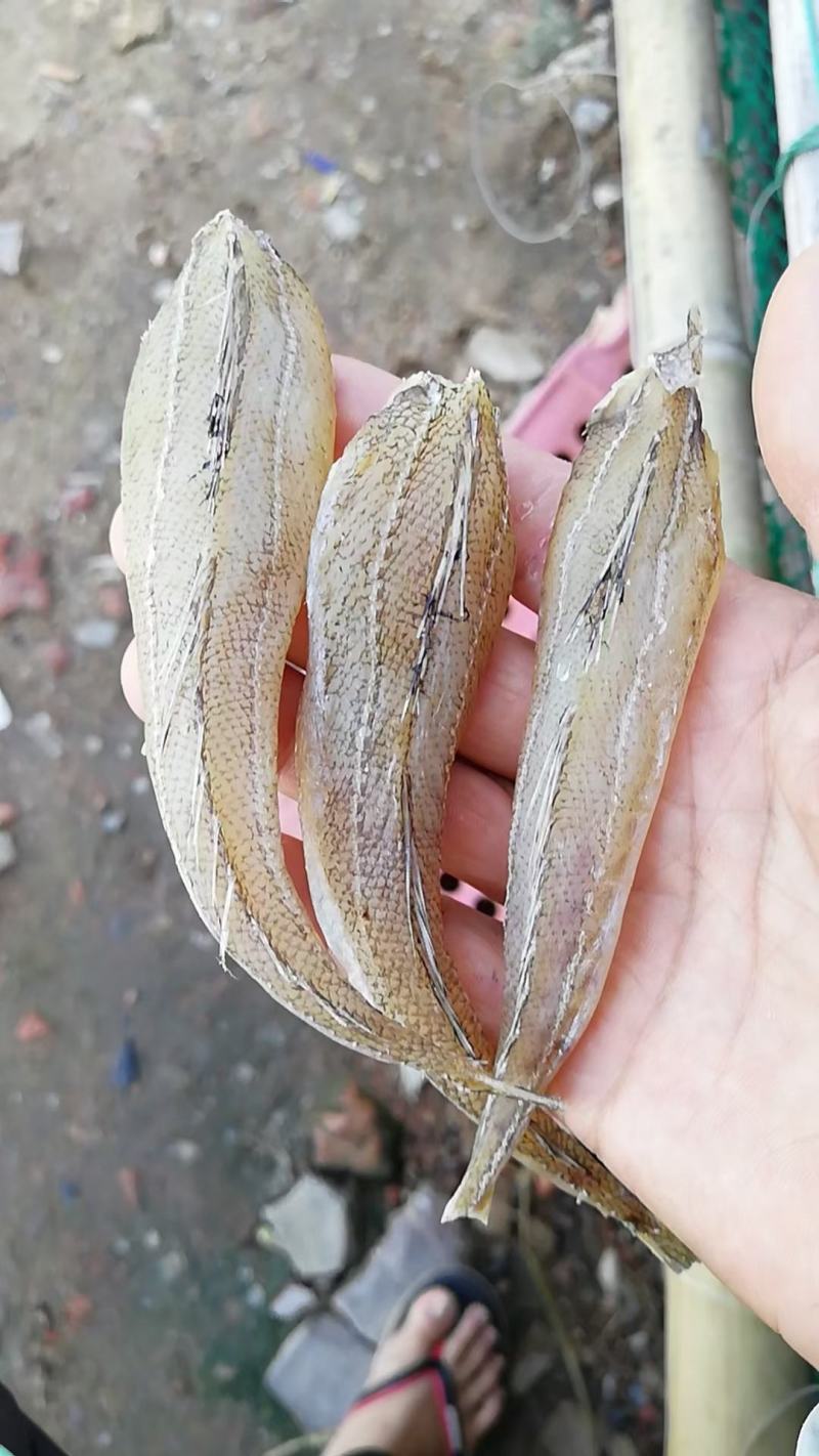 北海天然无头巴沙鱼干