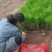 湿地松小苗，湿地松杯苗，2-3-4公分湿地松供应