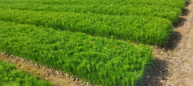 湿地松小苗，湿地松杯苗，2-3-4公分湿地松供应