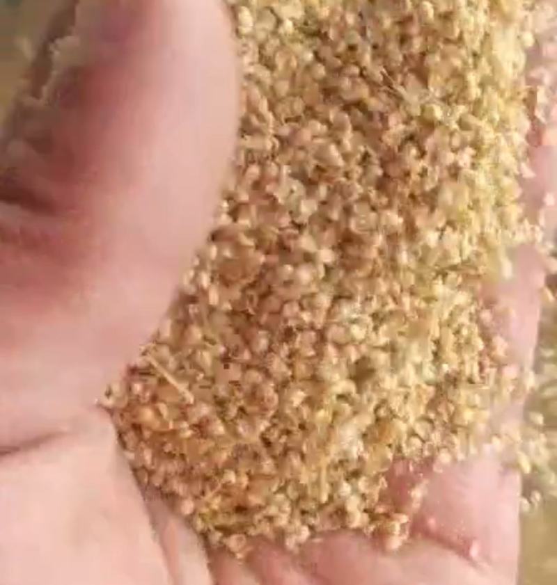 优质小米壳，酿酒，牛羊填充，厂家直销大量现货价格便宜