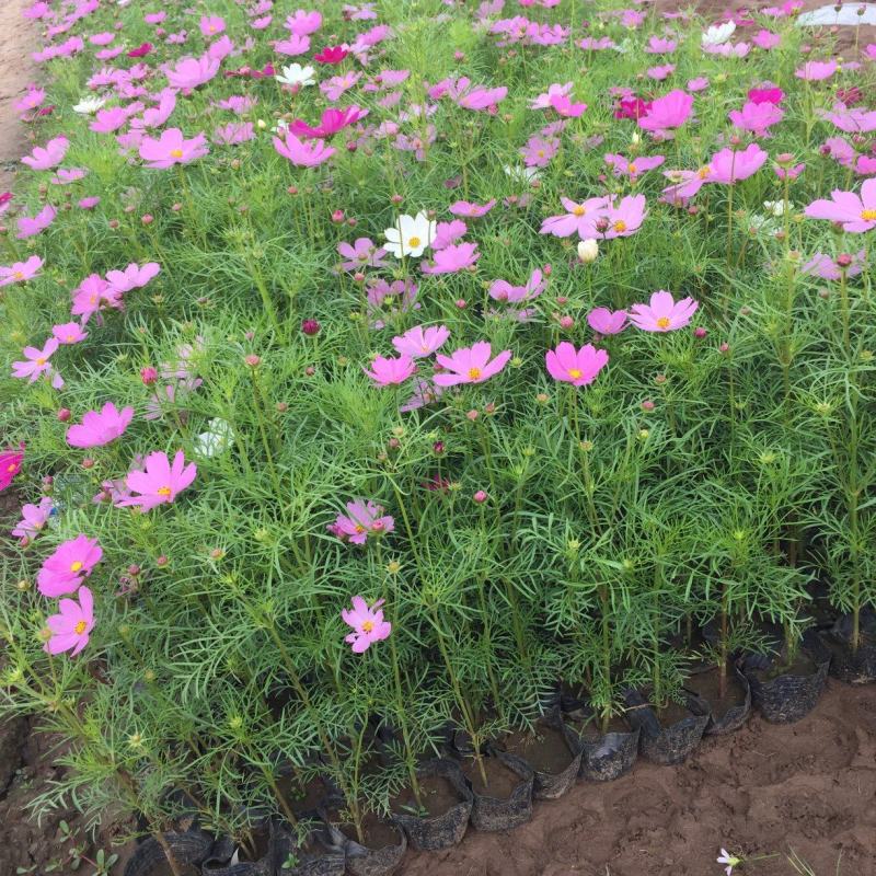 波斯菊