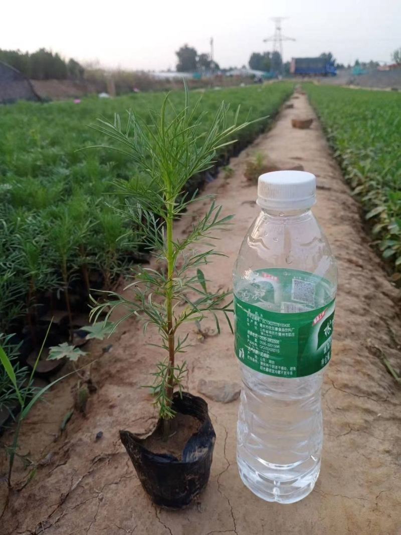 波斯菊