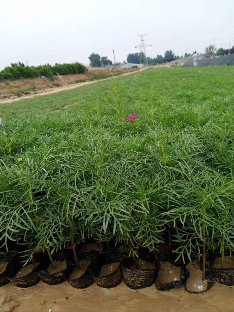波斯菊