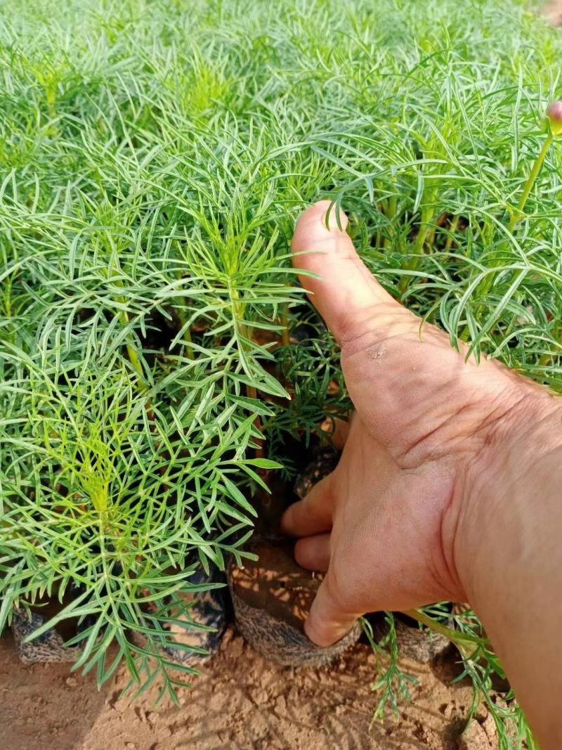 波斯菊