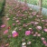 波斯菊