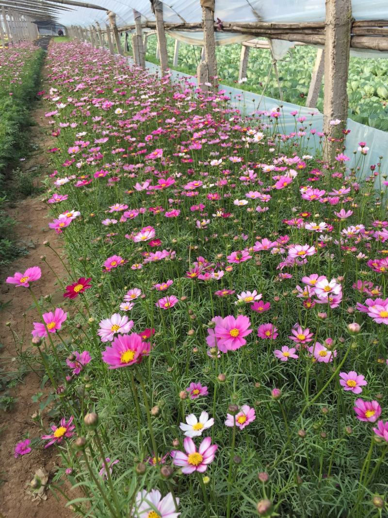 波斯菊