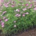 波斯菊