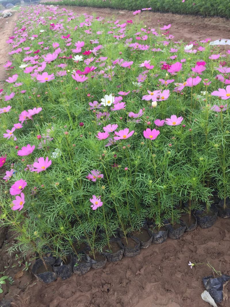 波斯菊
