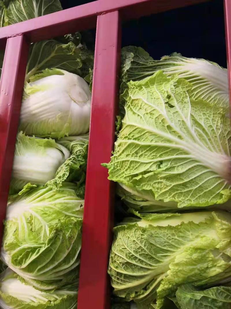 地处汉江源头城固县物产丰富：宜农作物生长（大白菜）。