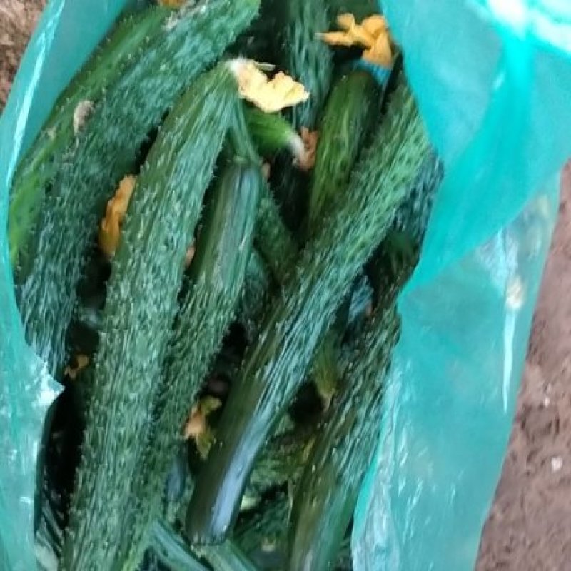 次品黄瓜黄瓜扭次黄瓜产地直销货源充足保质保