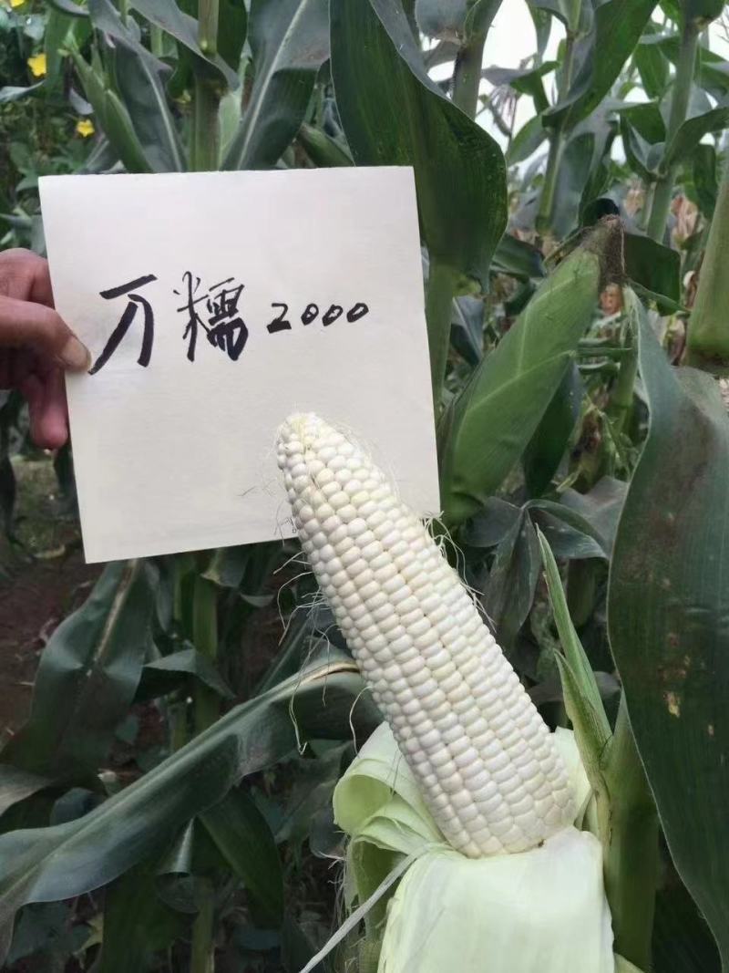 河北华穗万糯2000糯玉米种子棒型大口感糯性强抗病能力强
