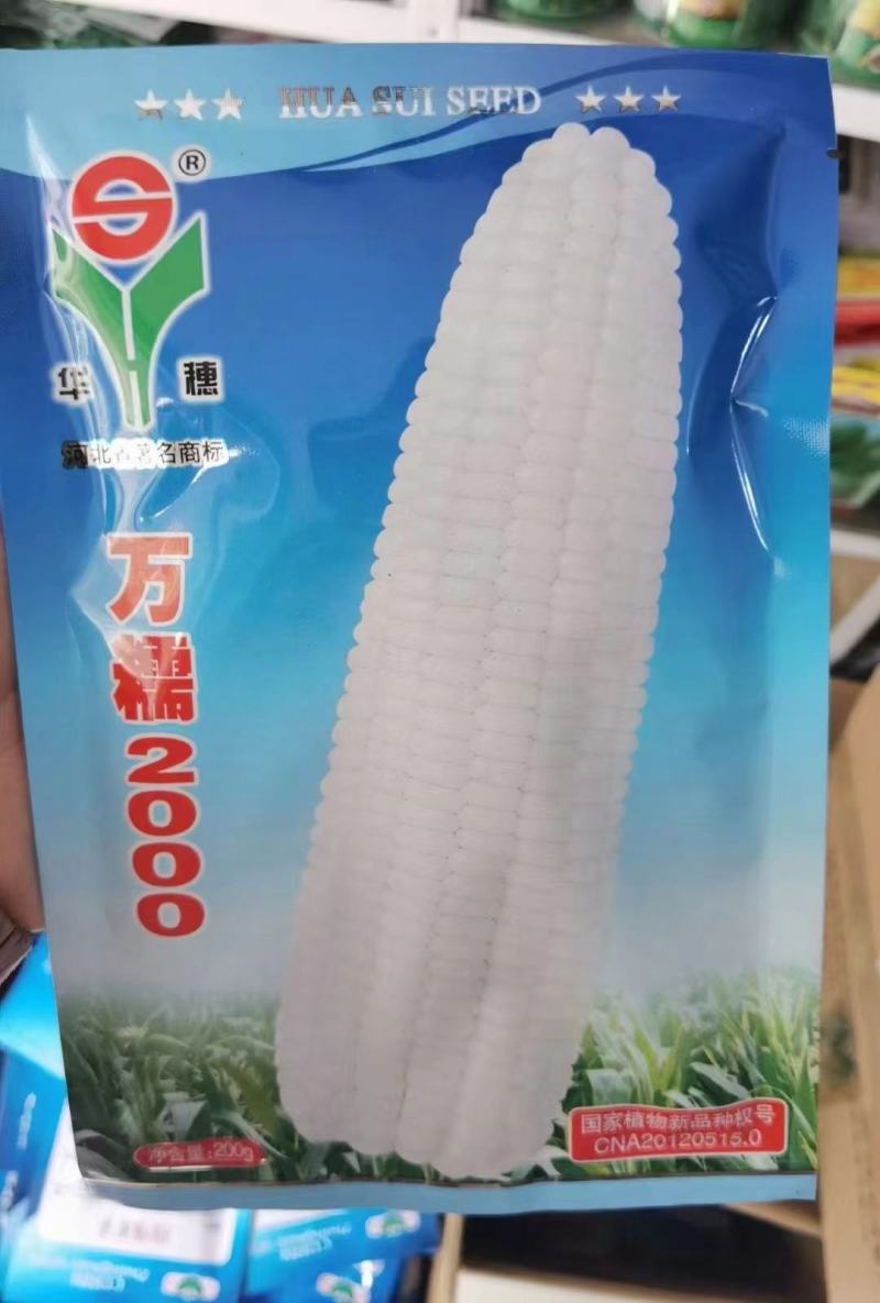 河北华穗万糯2000糯玉米种子棒型大口感糯性强抗病能力强
