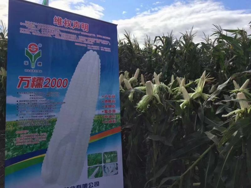 河北华穗万糯2000糯玉米种子棒型大口感糯性强抗病能力强