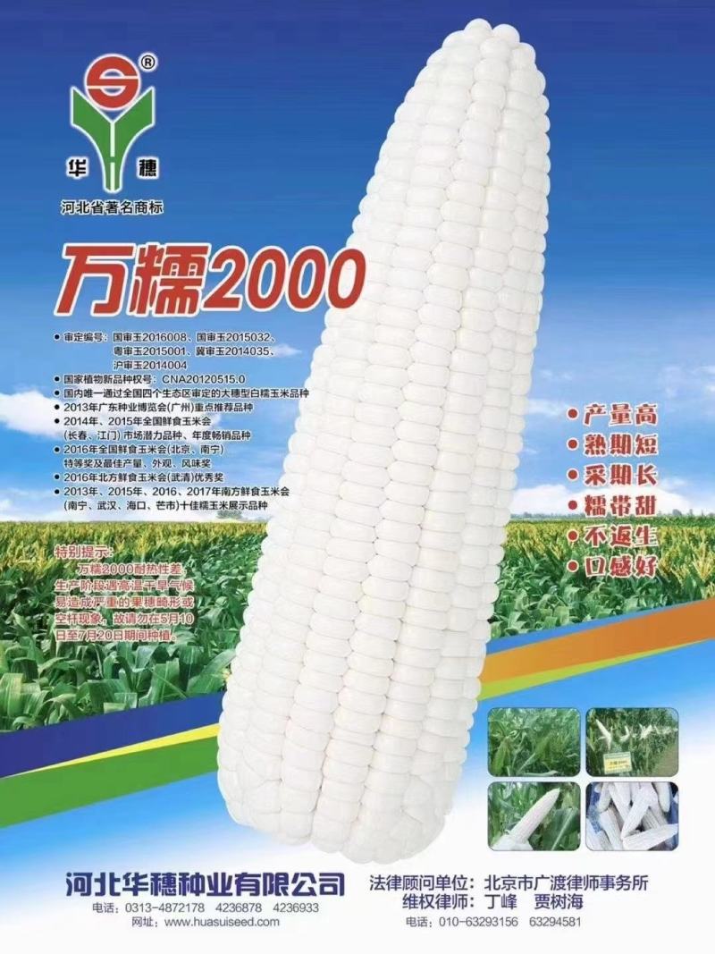 河北华穗万糯2000糯玉米种子棒型大口感糯性强抗病能力强