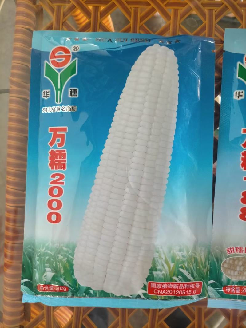 河北华穗万糯2000糯玉米种子棒型大口感糯性强抗病能力强