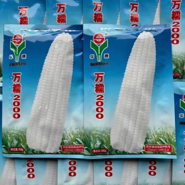 河北华穗万糯2000糯玉米种子棒型大口感糯性强抗病能力强