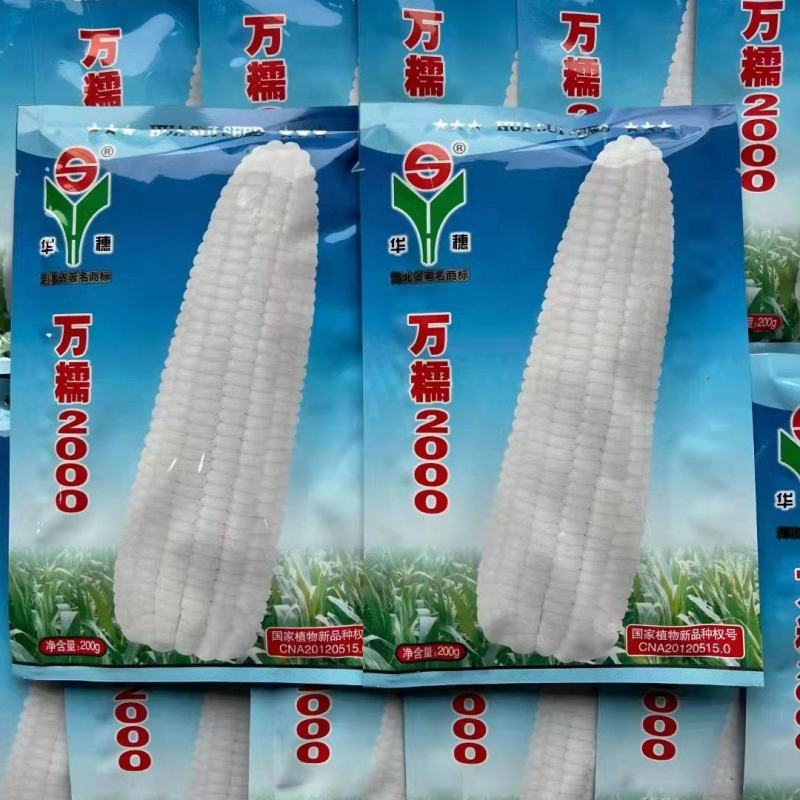 河北华穗万糯2000糯玉米种子棒型大口感糯性强抗病能力强