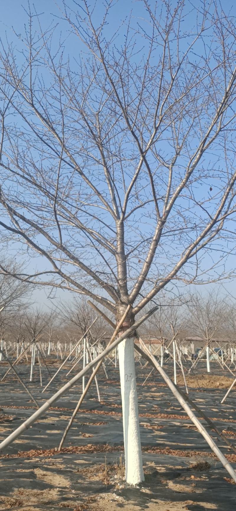 染井吉野樱花