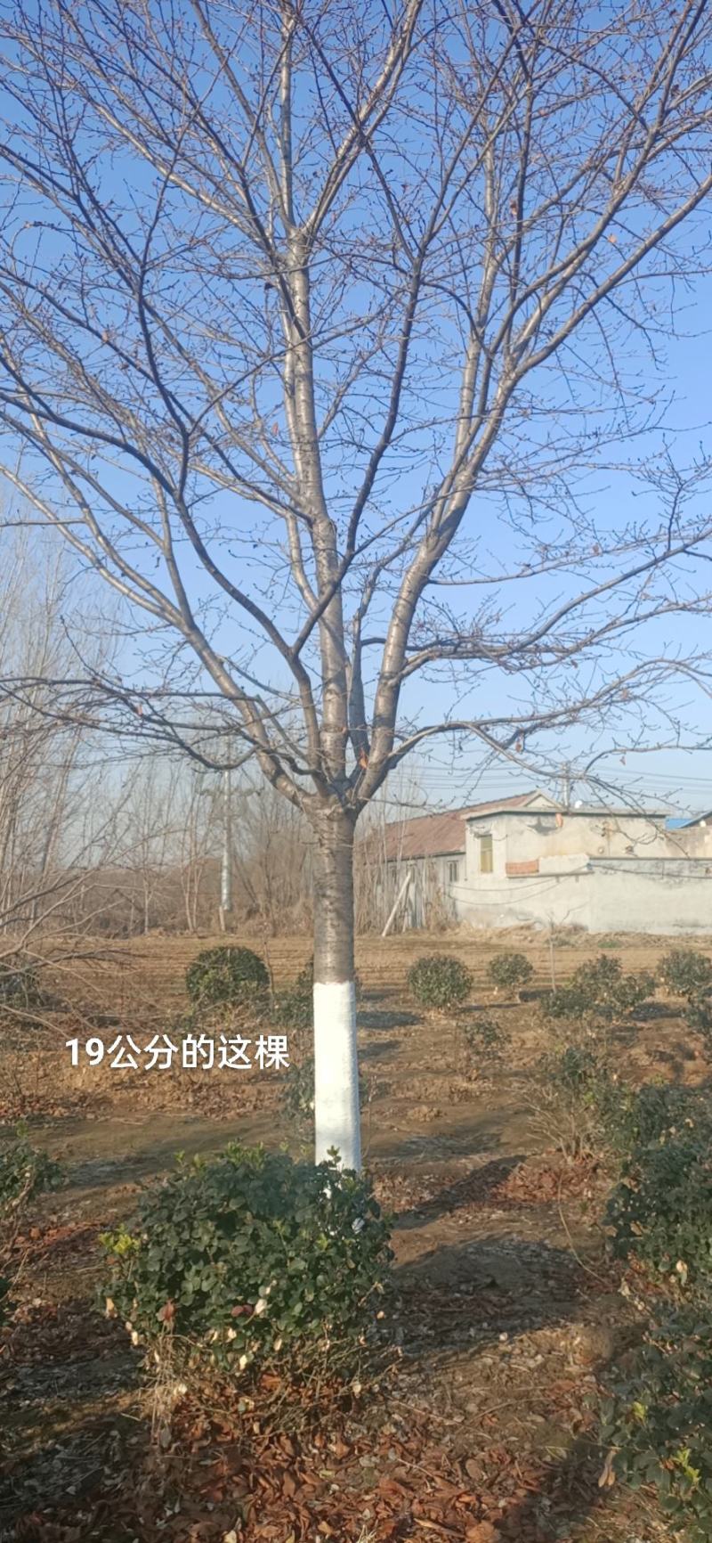 染井吉野樱花
