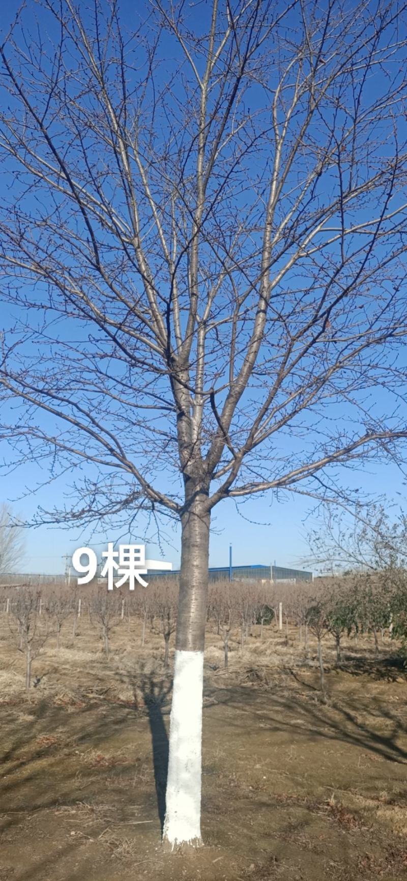染井吉野樱花