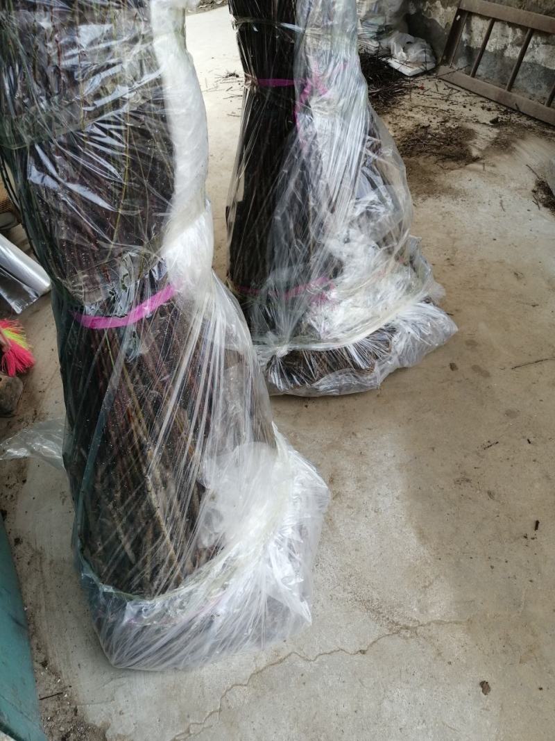 黄金蜜4号，自己家苗圃基地培育的品种桃树苗。