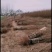 黄金蜜4号，自己家苗圃基地培育的品种桃树苗。
