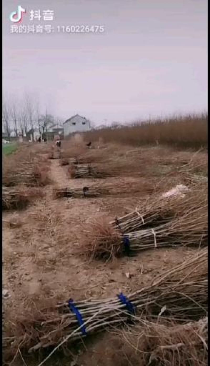 黄金蜜4号，自己家苗圃基地培育的品种桃树苗。