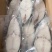 鳕鱼片鳕鱼块鳕鱼段整箱10斤：（300/400）