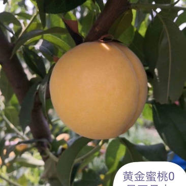 黄金蜜0桃，自己家苗圃基地培育的品种桃树苗。