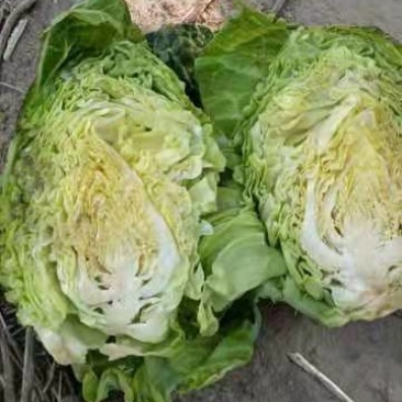 黄心白菜，青杂白菜，牛心包菜，茄子有袋子装，散装。