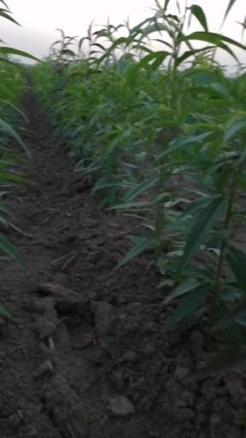 黄金蜜0桃，自己家苗圃基地培育的品种桃树苗。