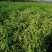 黄金蜜0桃，自己家苗圃基地培育的品种桃树苗。