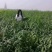 黄金蜜0桃，自己家苗圃基地培育的品种桃树苗。