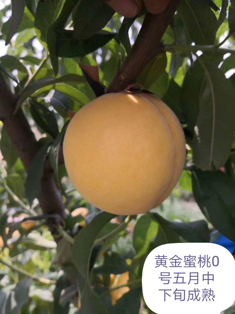 黄金蜜0桃，自己家苗圃基地培育的品种桃树苗。