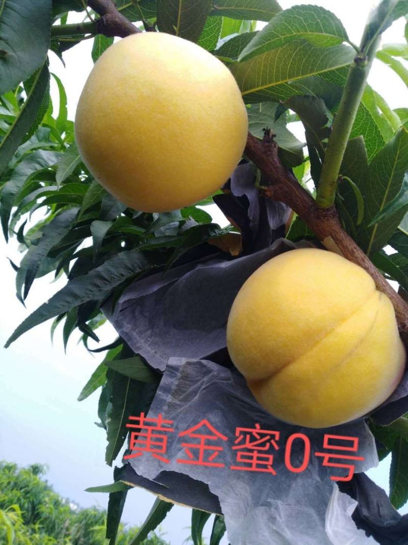 黄金蜜0桃，自己家苗圃基地培育的品种桃树苗。